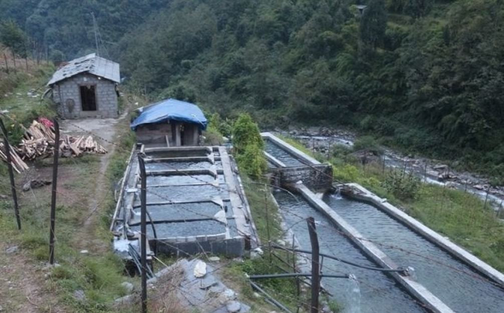 विदेशबाट फर्केर तीन जना युवाले गरेको सामूहिक माछापालन, भन्छन्– माग बढे पनि पर्याप्त उत्पादन गर्न सकिएन