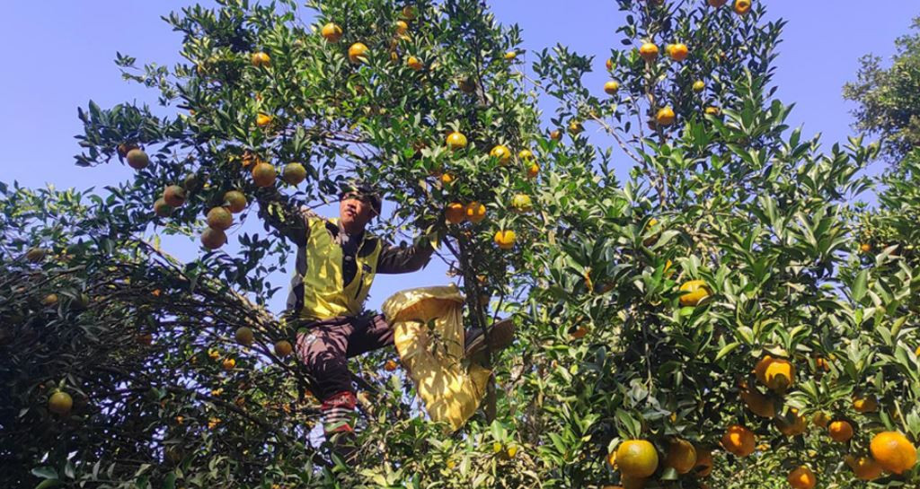 समाचार प्रभाव : देवघाटका सुन्तला किसानलाई काठमाडौँ महानगरको सहयोग