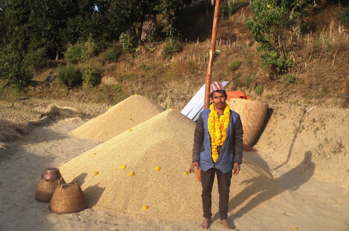 १६८ मुरी धान फलाएका मकरबहादुर भन्छन्, पुरस्कार रकमले माउ भैंसी किन्छु