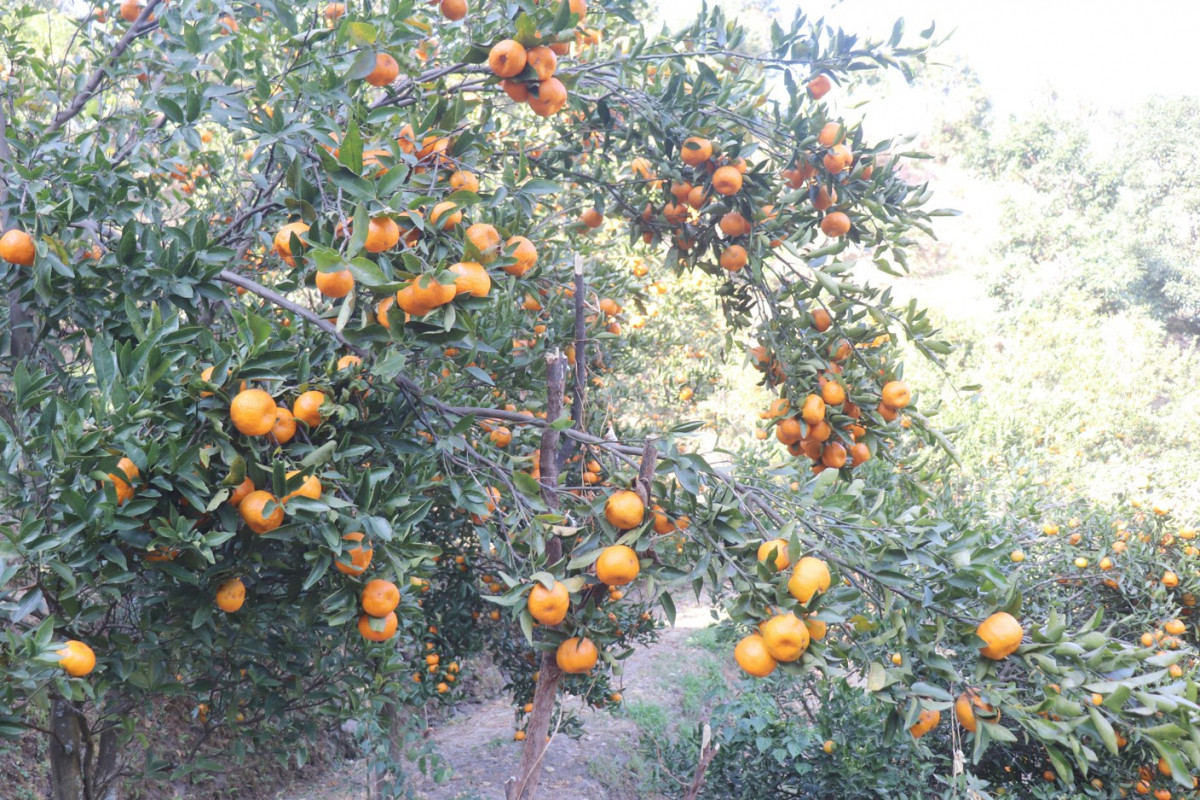 सुन्तलाखेतीमा जलवायु परिवर्तनको प्रभाव