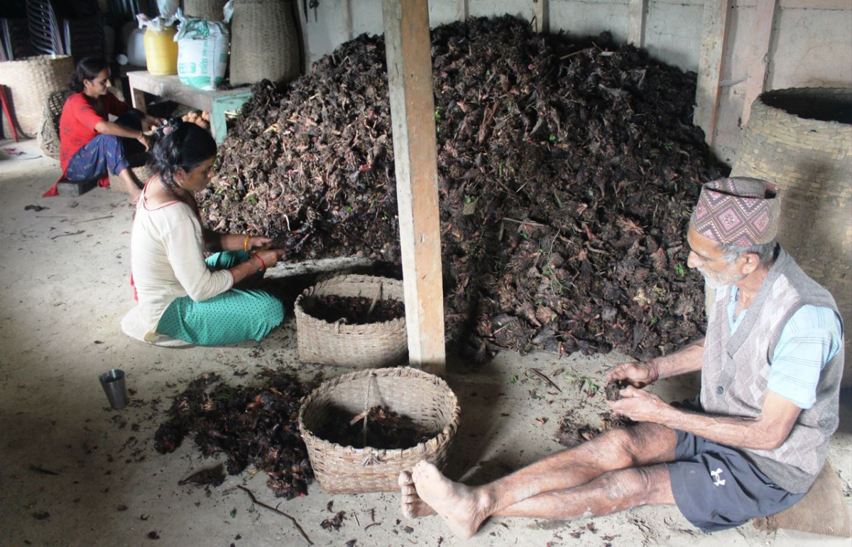 अलैँचीको भाउ तेब्बर बढ्यो, चार वर्ष यताकै उच्च मूल्य