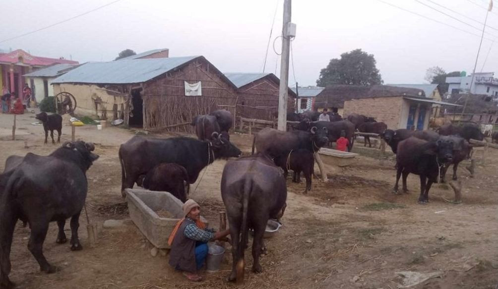 पुर्ख्यौली पेसा भै‌सीपालनमा रमाउदै दाङका यादव, दूध र दही बिक्रीबाट मासिक डेढ लाखसम्म आम्दानी