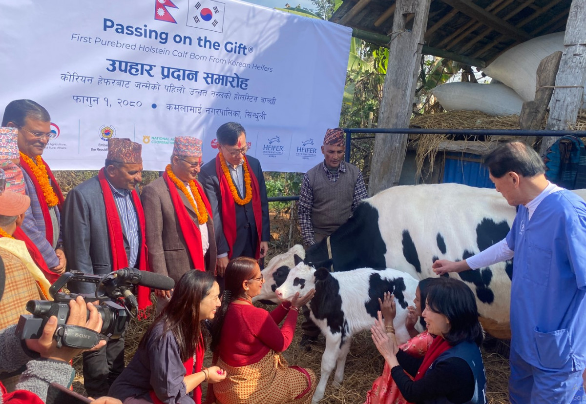 दूध उत्पादनमार्फत किसानको जीवनस्तर उकास्ने ‘मिल्की वे’ परियोजना