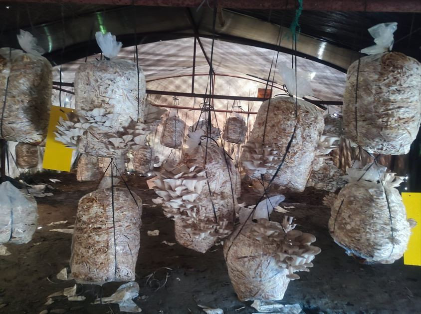 पढाइसँगै आम्दानी : विद्यार्थीले उत्पादन गरेको च्याउ बजारमा, प्रतिकेजी १२५ रूपैयाँमा बिक्री वितरण