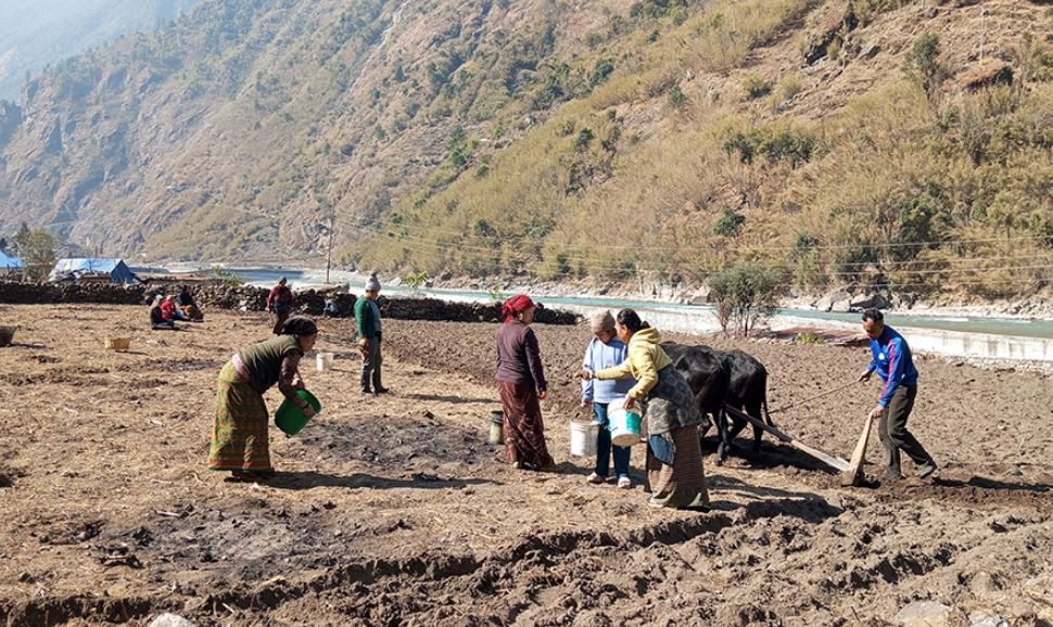 सामूहिक आलु खेतीबाट आत्मनिर्भर बन्दै महिला, भन्छन्– बाहिर निर्यात गरेर आम्दानी बढाउन सकिन्छ
