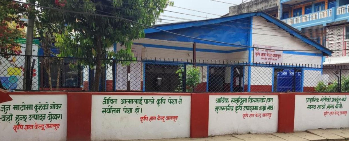 रैथाने बाली संरक्षण : बागलुङको कृषि ज्ञान केन्द्रले छुट्यायो बजेट, प्याकेजिङ र बजारीकरण गर्दै