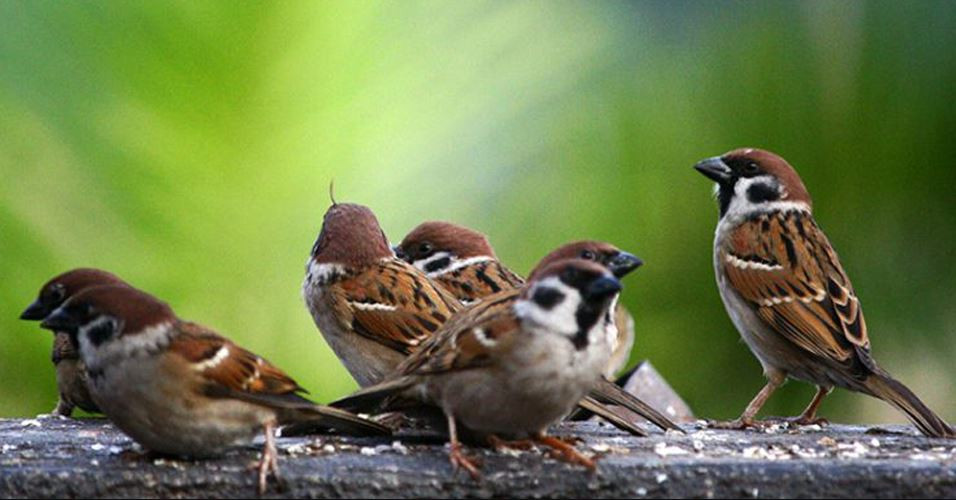 विश्व भँगेरा दिवस– गण्डकीको पर्यटनमा नयाँ आयाम, नवलपुरमा चरा अवलोकन पदमार्ग