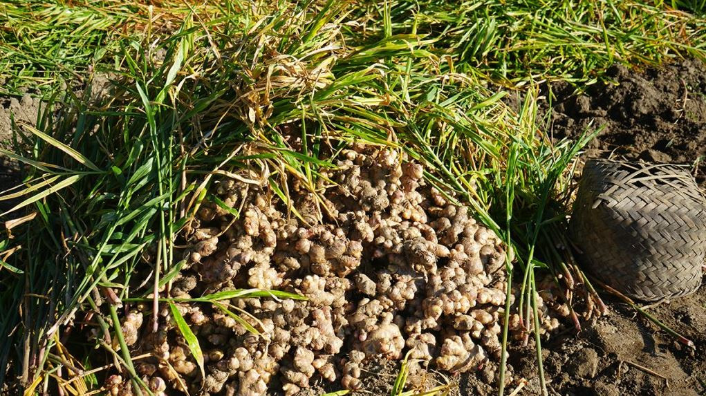 अदुवा खेतीले बढायो इलामका किसानको आम्दानी, प्रतिमन छ हजारको दरमा किनबेच
