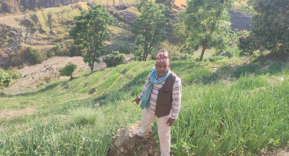 डोटीमा प्याजखेतीप्रति बढ्दो आकर्षण, भण्डारण गर्ने ठाउँ नहुँदा समस्या