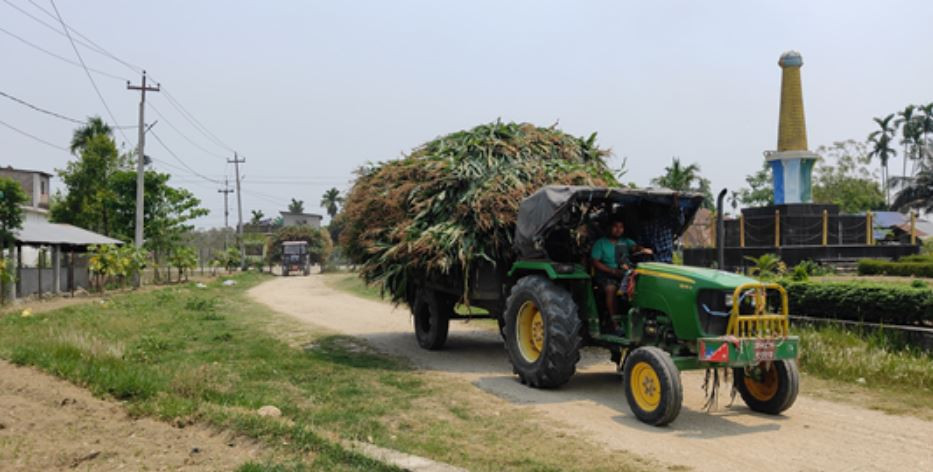 मकैसँगै बोट बिक्री भएपछि किसान उत्साहित, दुधिलो मकै प्रतिकेजी साढे चारका दरले बिक्री