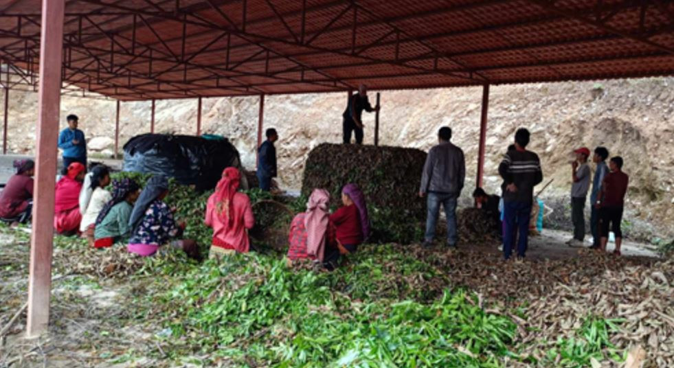 उद्योगग्राममार्फत प्राङ्गारिक मल उत्पादन, चिया बगानमा प्रयोग गरि उत्पादन बढाउने योजना
