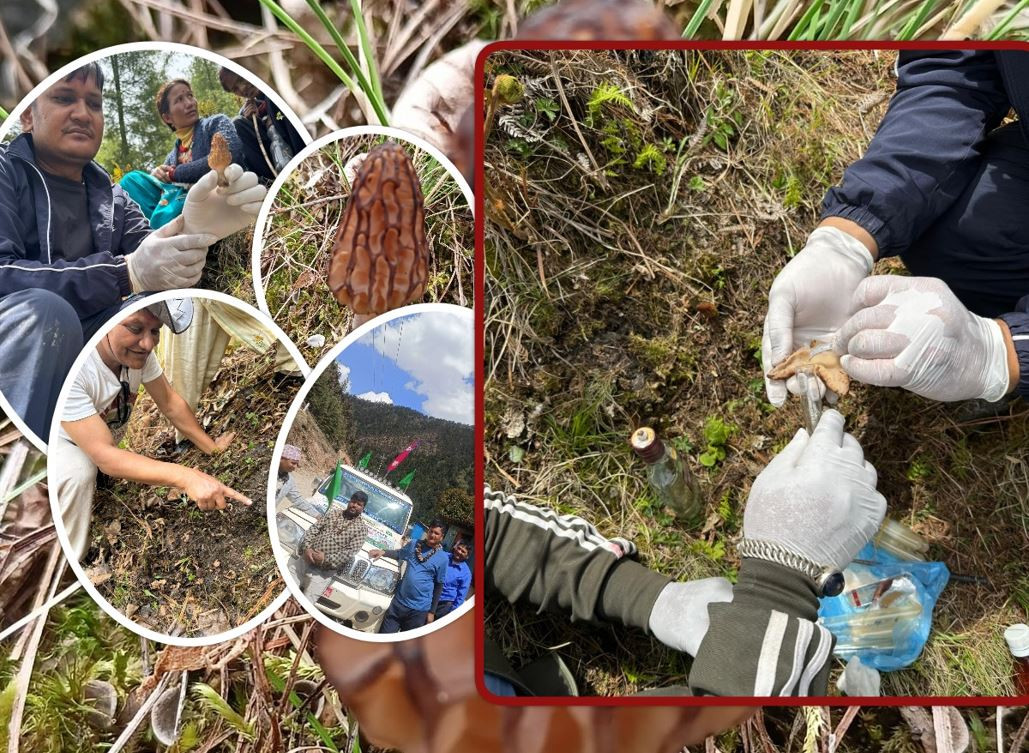च्याउ उत्पादक किसान संघको अग्रसरतामा कर्णालीमा गुच्छी च्याउको अनुसन्धान
