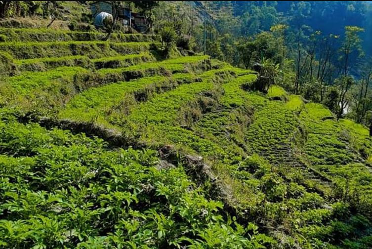म्याग्दीमा नौ सय रोपनी जग्गामा बर्खे आलुखेती, प्रतिहेक्टर १७ मेट्रिक टन उत्पादन हुने