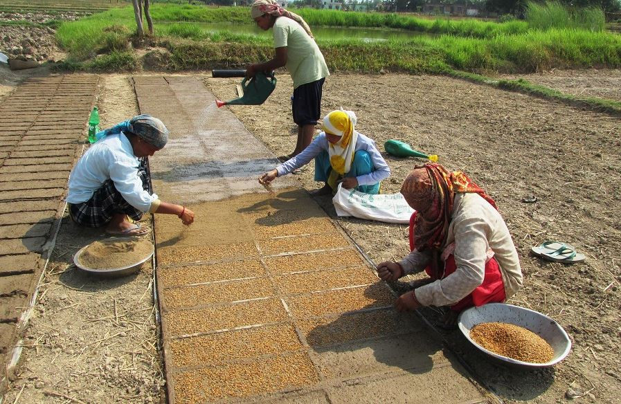 मेसिनद्वारा धान रोपाइँ गर्न ‘ट्रेमा’ बीउ उमार्दै झलारीका किसान, लागत खर्चमा कमी आउने अपेक्षा