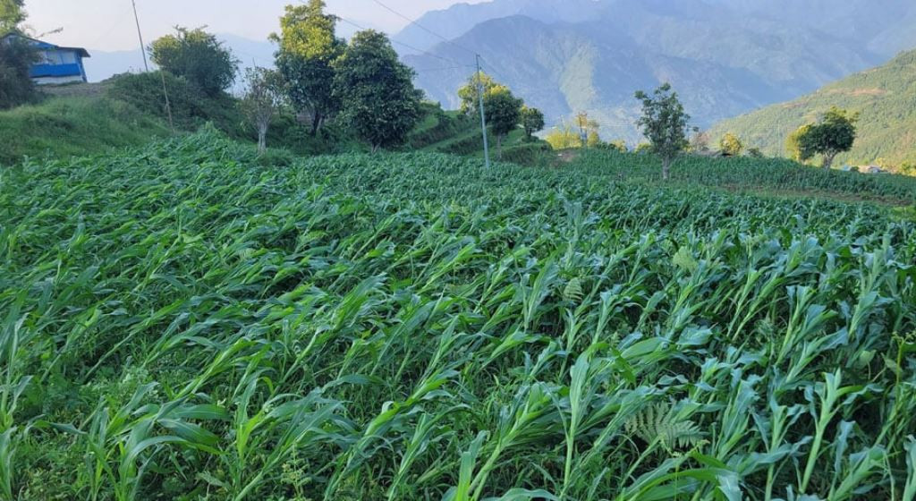 वर्षासँगै आएको हुरीले मकै बालीमा लाखौँको क्षति, कृषक चिन्तित