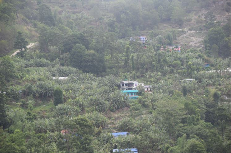 धान रोप्ने खेतमा केराखेती गर्दै बेनीका किसान, भन्छन्– स्थानीयको आर्थिकस्तरमा सुधार हुँदै गएको छ