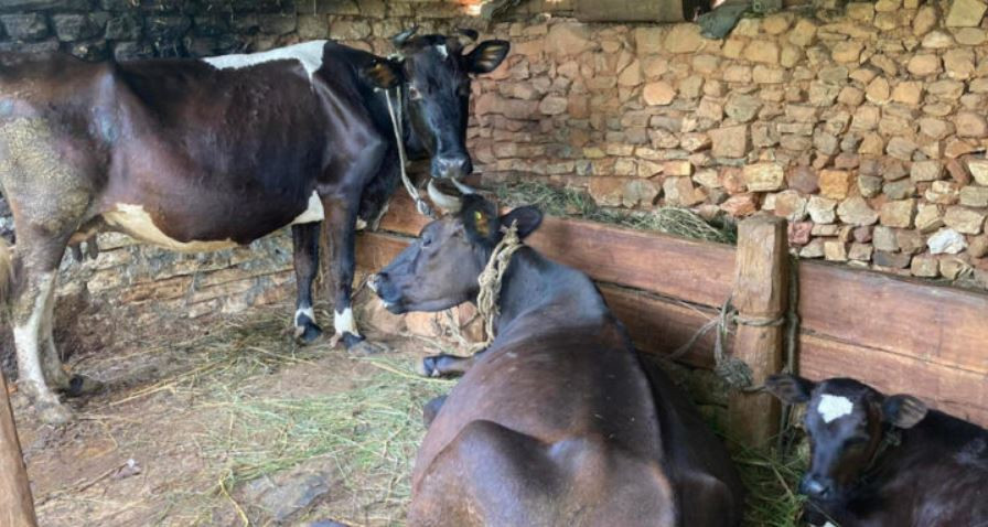 दूधमात्र होइन घाँस पनि बेचेर प्रशस्त आर्जन गर्छन् बागलुङका किसान !