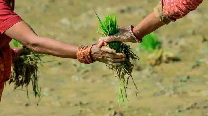 देशभर धमाधम रोपाइँ जारी