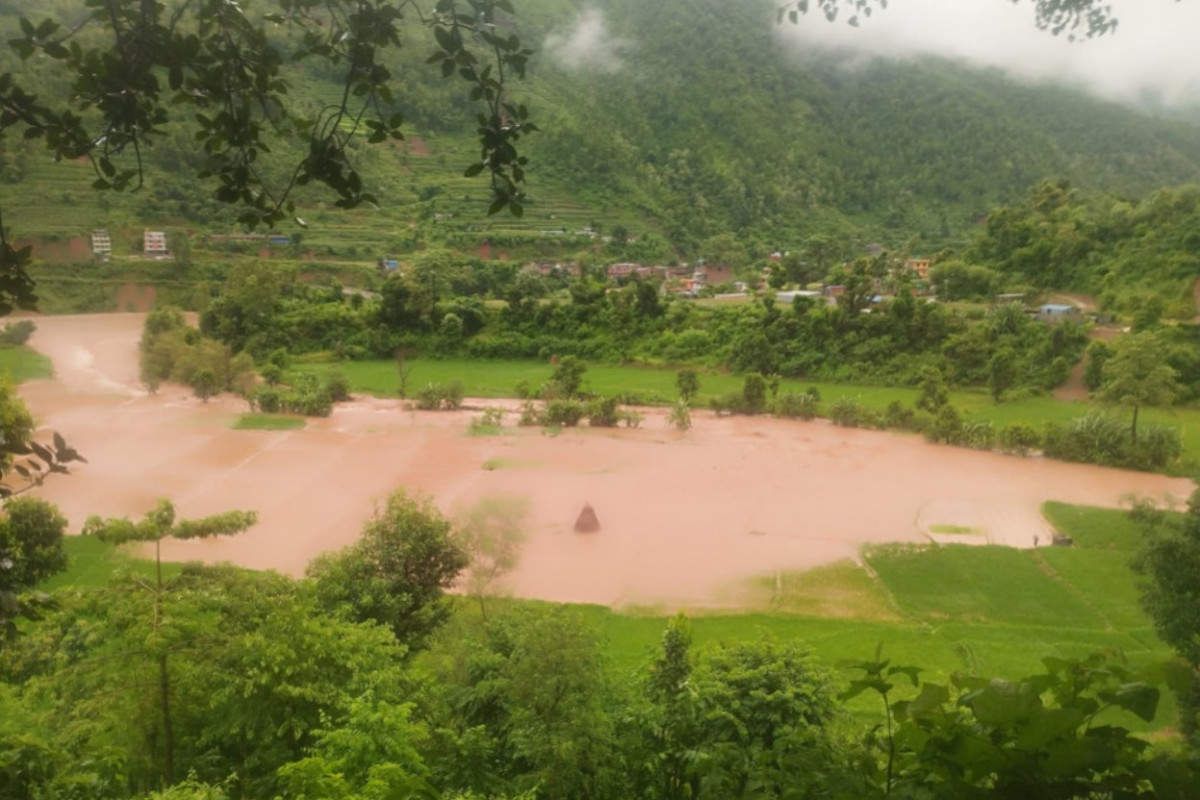 नुवाकोटमा बाढीले सयौँ रोपनी धानखेत बगरमा परिणत, माछापोखरी र झोलुङ्गे पुलमा पनि क्षति