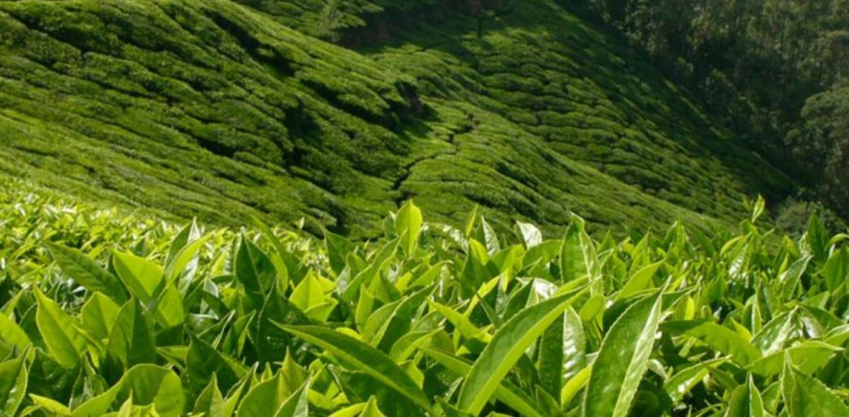 बाग्लुङमा रेशमा चियाको व्यावसायिक उत्पादन सुरु