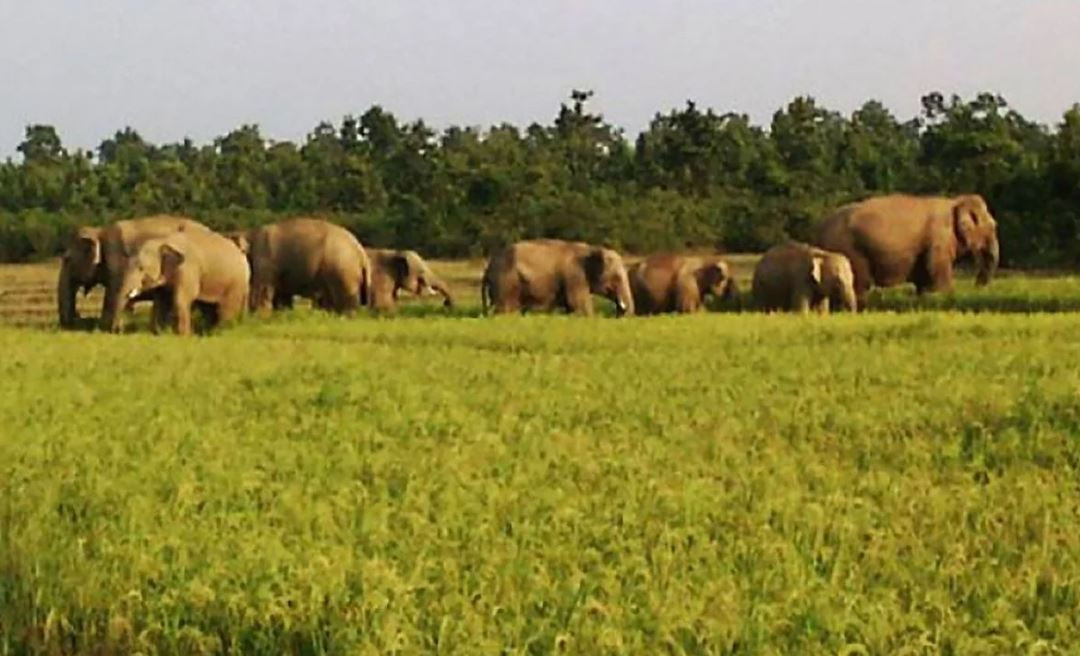 झापाका रैथाने जङ्गली हात्तीको नामकरण