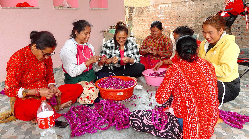 गुन्डुबासी मखमली टिप्न र माला उन्न व्यस्त, मूल्यमा बिचौलियाको रजगज, सरकारले सहयोग नगरेको गुनासो