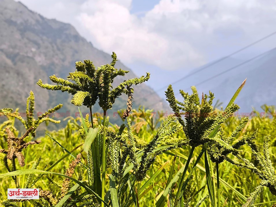 राष्ट्रिय कोदो दिवस : देशभर विविध कार्यक्रमसहित मनाइँदै
