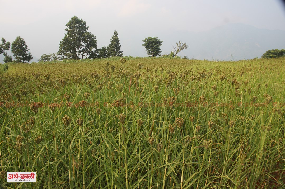 कोदोजन्य उत्पादनको मागसँगै बढ्यो आयात, एक बर्षमा बाहिरियो ७६ करोड ६३ लाख