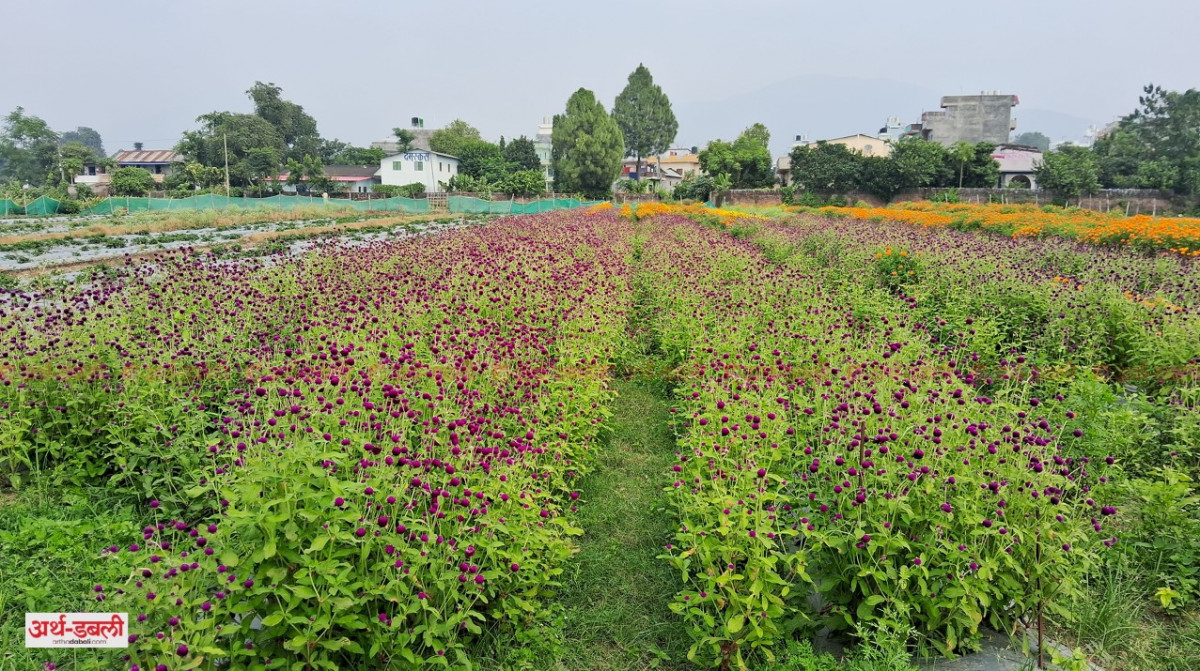 तिहारमा ३८ करोड रुपैयाँ बराबरको माला खपत हुने, ४० प्रतिशत विदेशबाट आयात गरिने