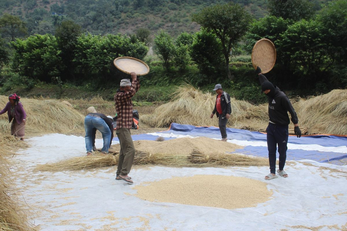 गौरिया धान पाक्दा खेत नै बसाउँछ, तर, किन घटिरहेछ खेती