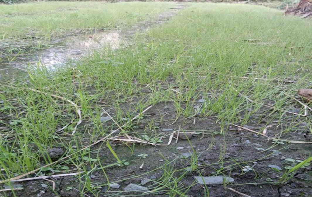 बेर्ना बेचेर एकै याममा चन्द्रबहादुरले कमाए २ लाखभन्दा बढी, कति थियो लगानी ?