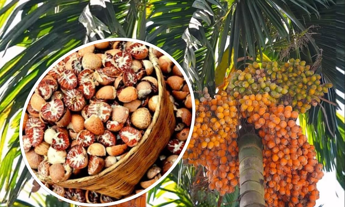 डिएनए परीक्षणको अन्योलले सुपारी निर्यात अनिश्चित, एक लाख किसान प्रभावित