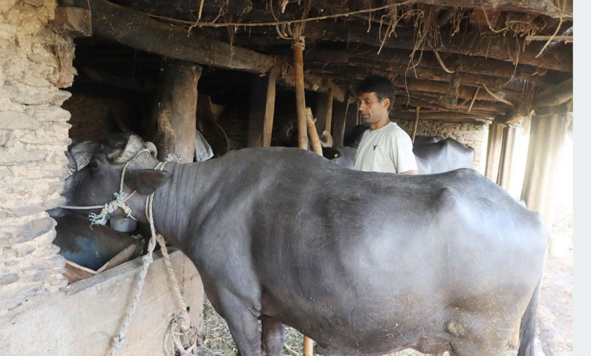 धेरै कमाउने आशामा लण्डन पुगेका कँडेलले गाउँ फर्किएर सुरु गरे भैँसीपालन, बार्षिक २० लाख आम्दानी