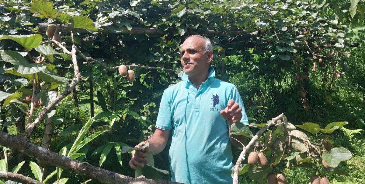 किबीभन्दा अलैँचीबाट मनग्ये फाइदा, बजारीकरणमा सरकार र सम्बन्धित निकायले चासो नदिएको आरोप