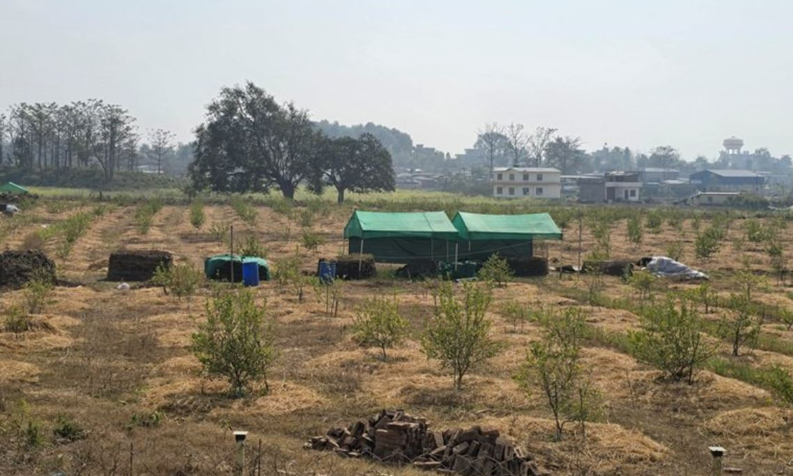 अमेरिकाबाट पुर्ख्यौली थलोमा फर्किएका इन्जिनियर प्रतिकको व्यवसायिक सुनकागती खेती