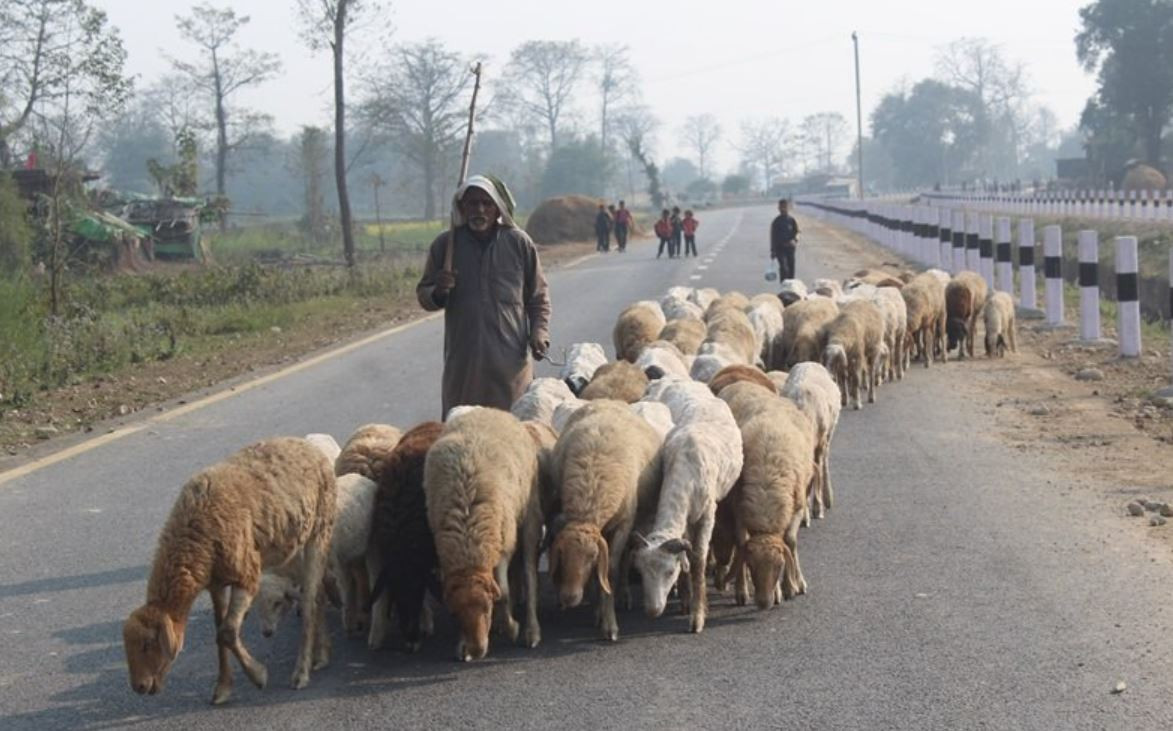 विस्थापित हुने जोखिममा ‘भेडिहार’, किन बिक्री भएन ऊन ?