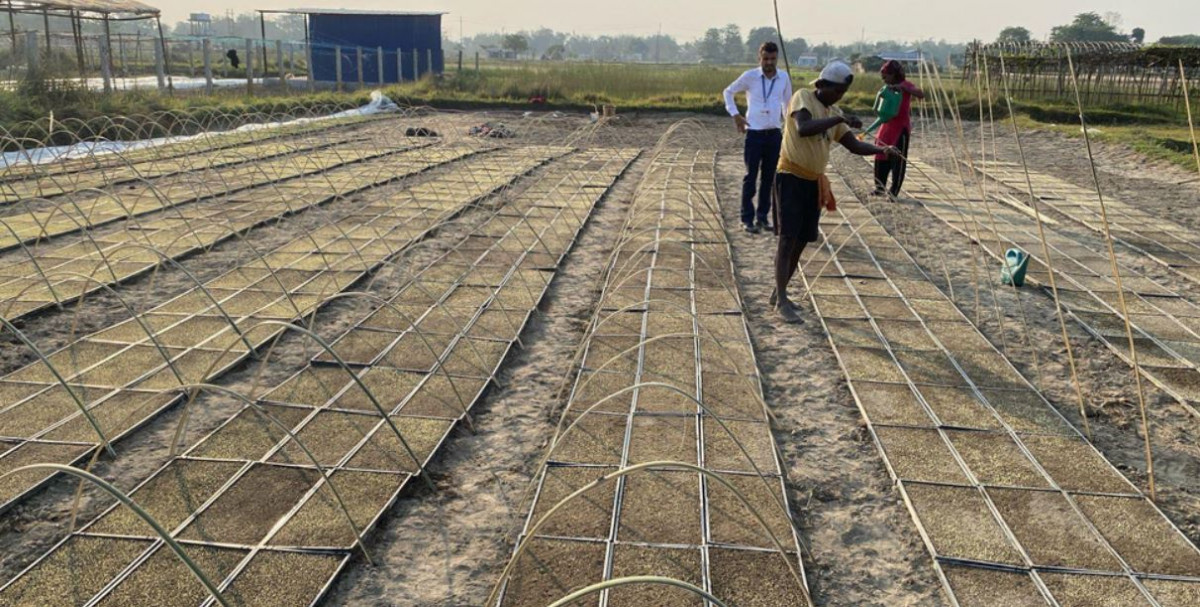 झापामा प्रविधिको प्रयोग गरेर यसरी रोपिदैछ चैते धान