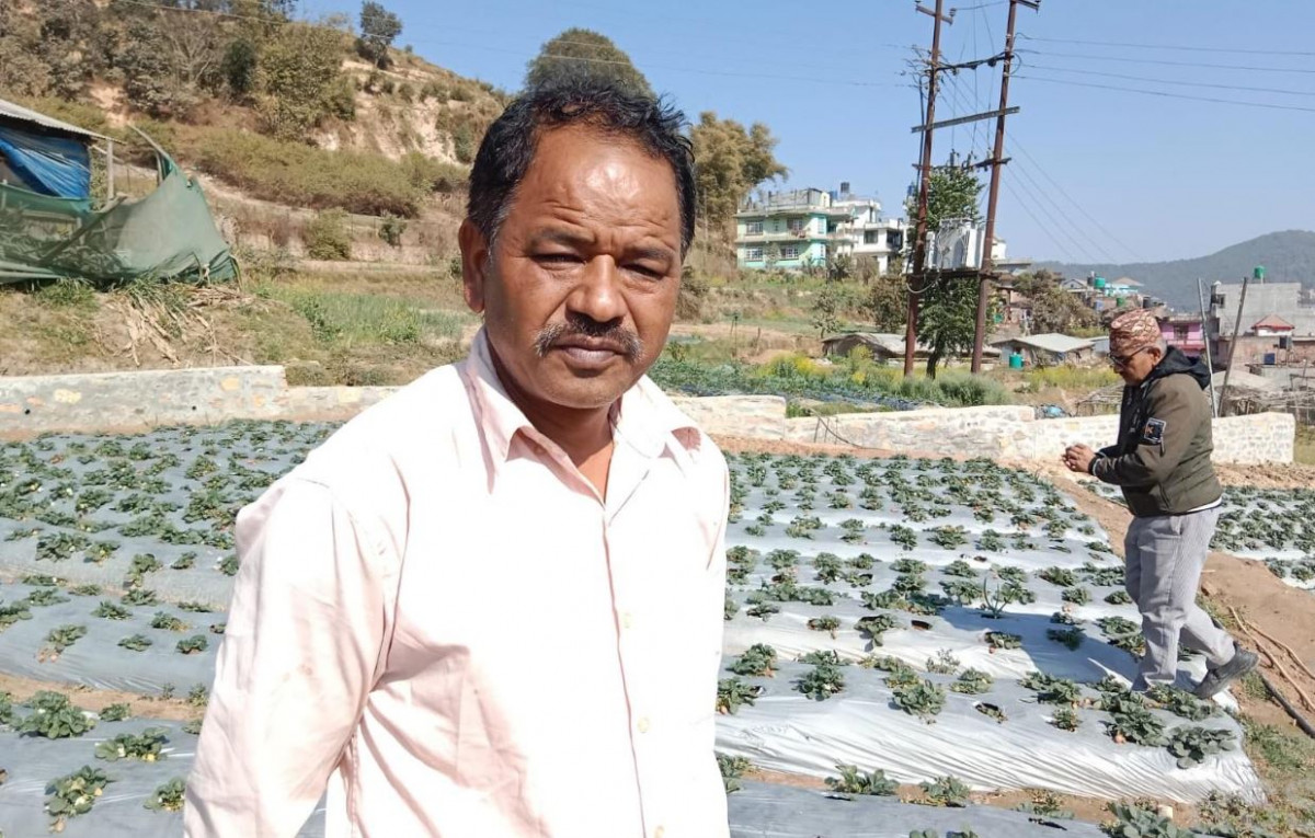 स्ट्रबेरी खेतीबाट नाम र दाम कमाउँदै मुक्ति, बढ्दै माग, लाखौँ आम्दानी
