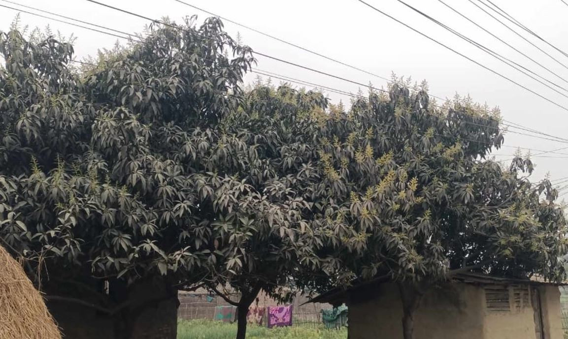आँप र लिचिमा लाग्न थाल्यो मोजर
